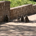 India & Nepal 2011 - 1076